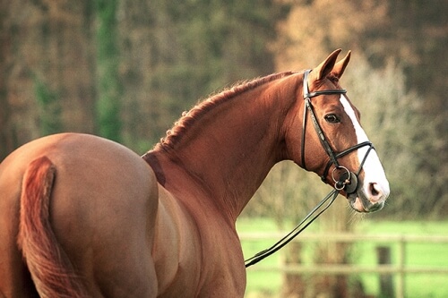 Daughter of for pleasure 5th at Treffen !