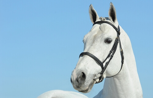 Daughter of Malito de Reve 3rd at Lanaken !