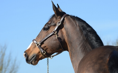 Hendrik, by Querlybet Hero, 5th of Vilamoura...