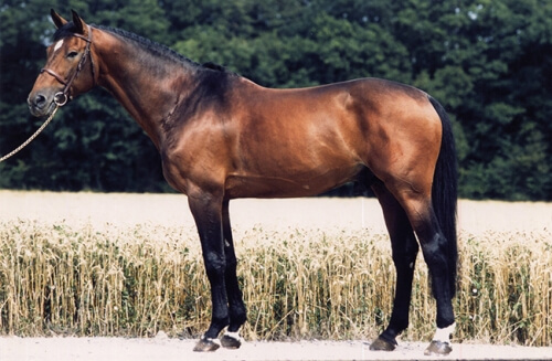 Semen of french stallion Royal Feu now...