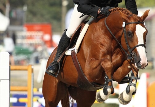 Velours de Baudry sans faute à Deauville !
