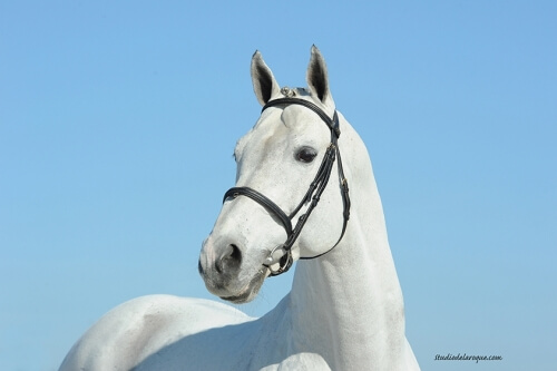 Malito de Reve approved in Sweden !