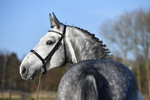 El Torreo de Muze 3rd at Lier !