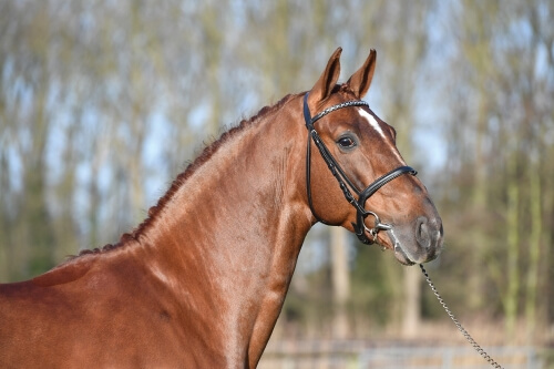 Expertise du stud-book BWP !