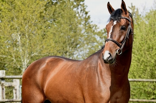 Bluff Ter Doorn Z arrive en France !