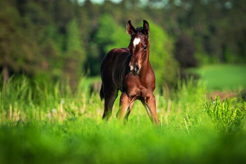 Share your foal !