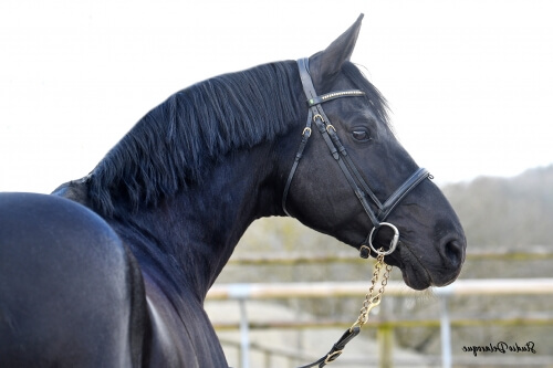 Une fille de I'm Special à Riesenbeck !