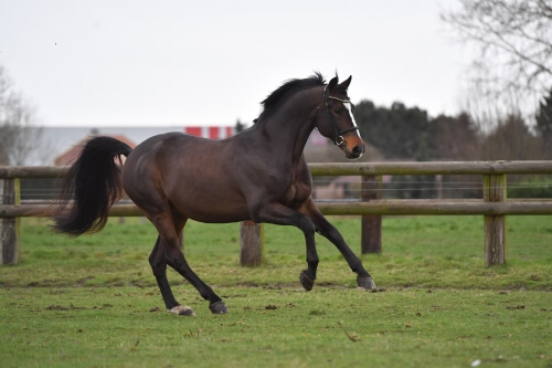 Un fils de Fantomas de Muze à Lyon !