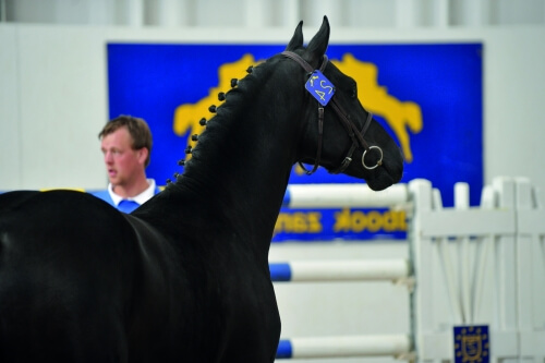 Un fils de Scendro à Oliva !